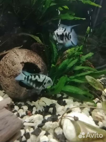 Аквариумные рыбки.Сомики Анциструсы Супер Ред