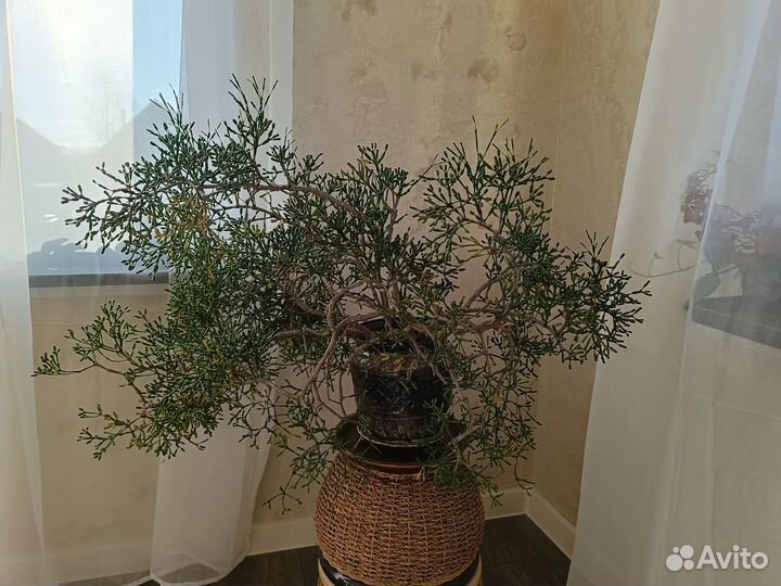 Хатиора - интерьерное растение