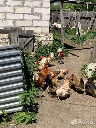 Продам петуха