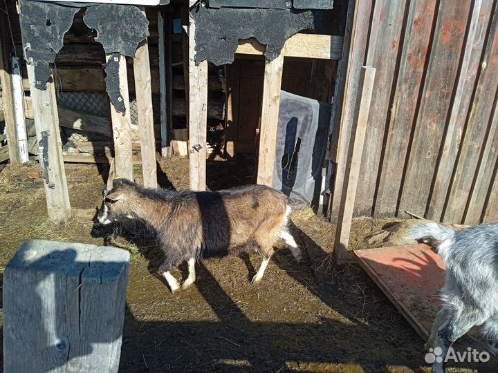 Коза,козлята