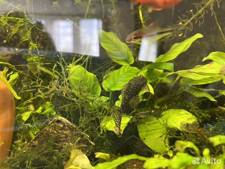 Анциструсы и черные моллинезии