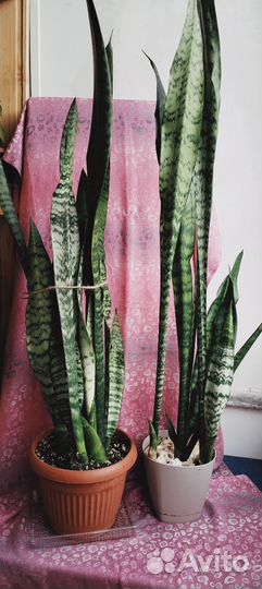 Сансевиерии разные