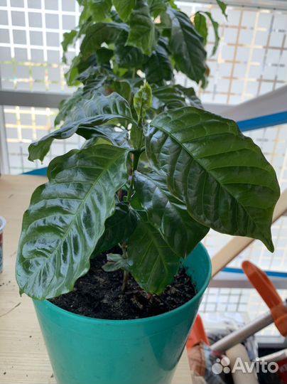 Кофе арабика растение