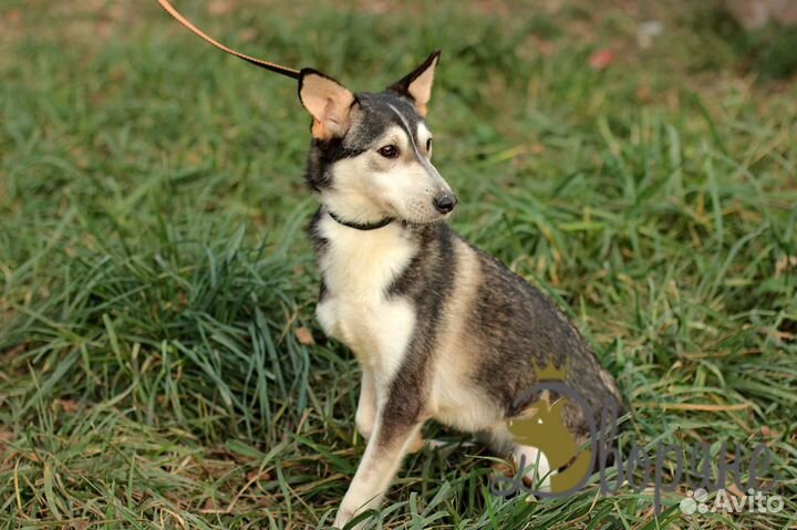 Восхитительная Адель