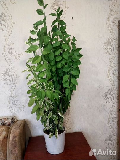 Педилантус