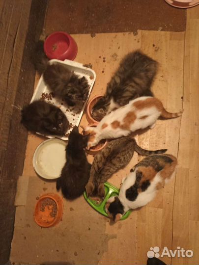 10 котят ищут дом