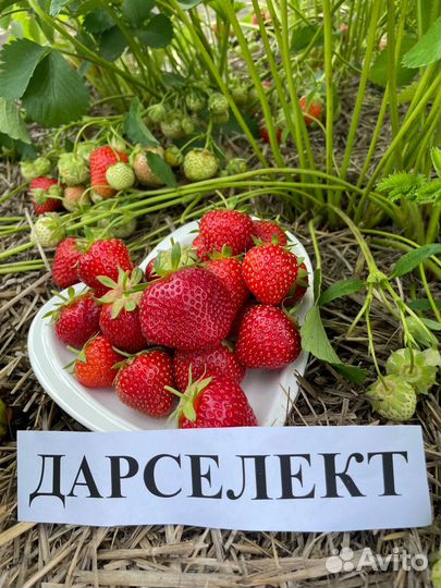 Рассада клубники