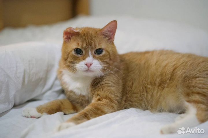 Честер (кот, 10-12 лет)