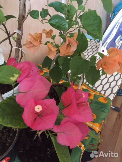 Бугенвиллия