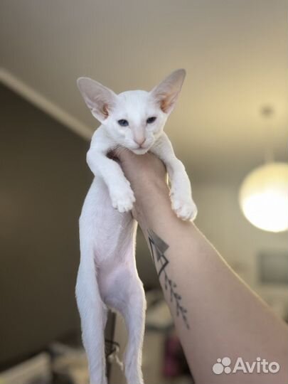 Ориентальный котенок девочка с голубыми глазами