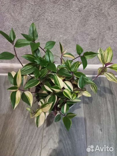 Традесканции