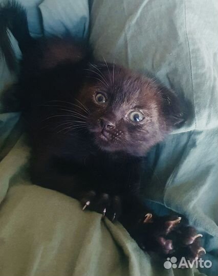 Вислоухий котенок