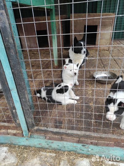 Щенки русско-европейской лайки