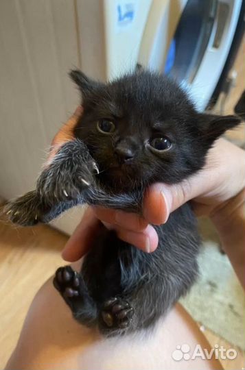 Котенок мальчик черный