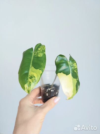 Набор растений