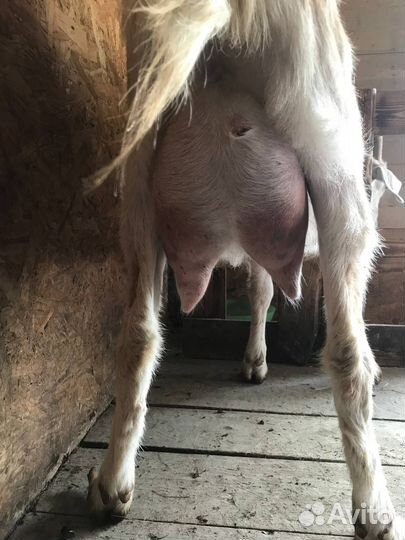 Козы дойные