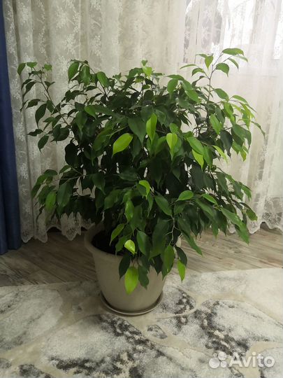 Фикус бенджамина