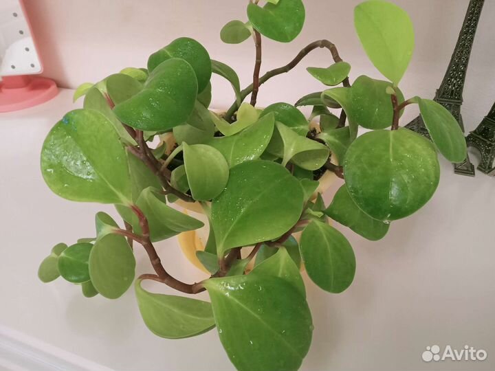 Пеперомия туполистная вариегатная