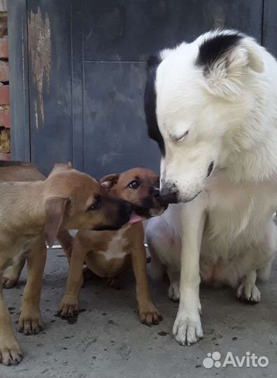 Метисы стаффа в дар