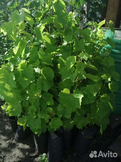 Саженцы винограда Аркадия (2022г)