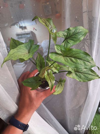 Излишки цветов сортовых растений