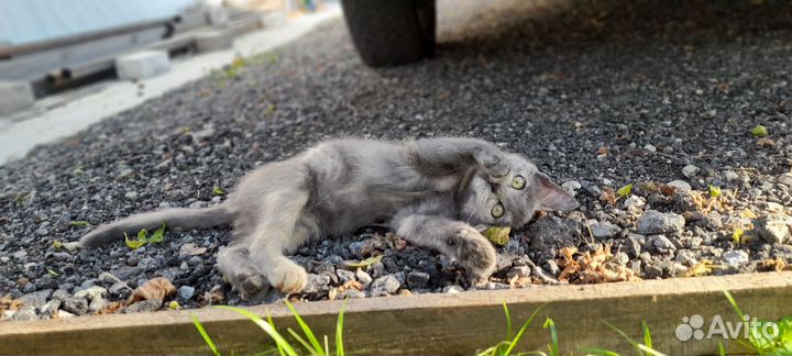 Котята и котик