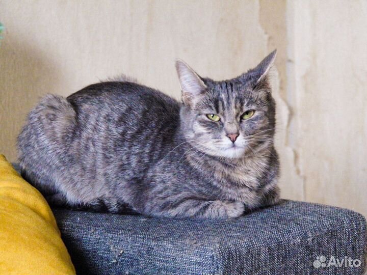 Кошки в добрые руки