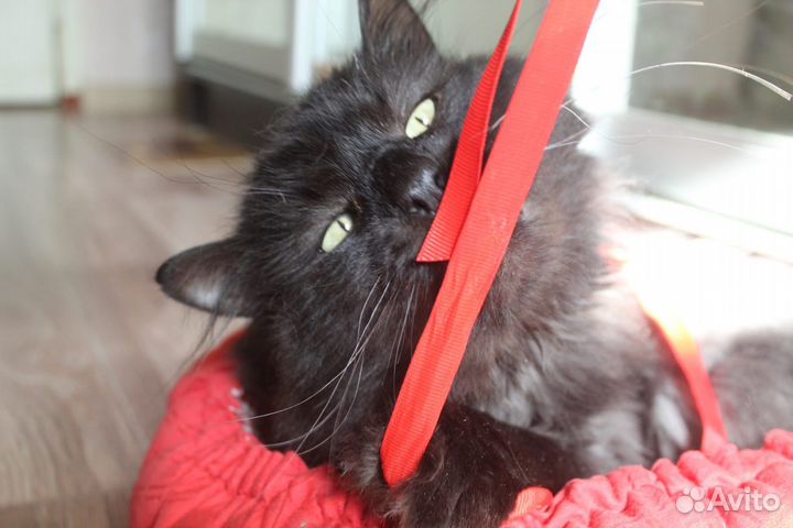 Кот в добрые руки