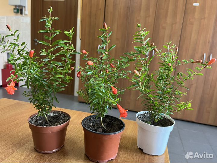 Гранат комнатный