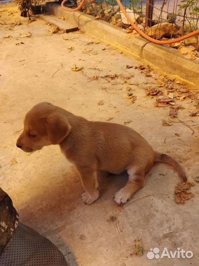 Щенок двортерьер ищет семью