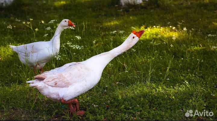 Продам гусей