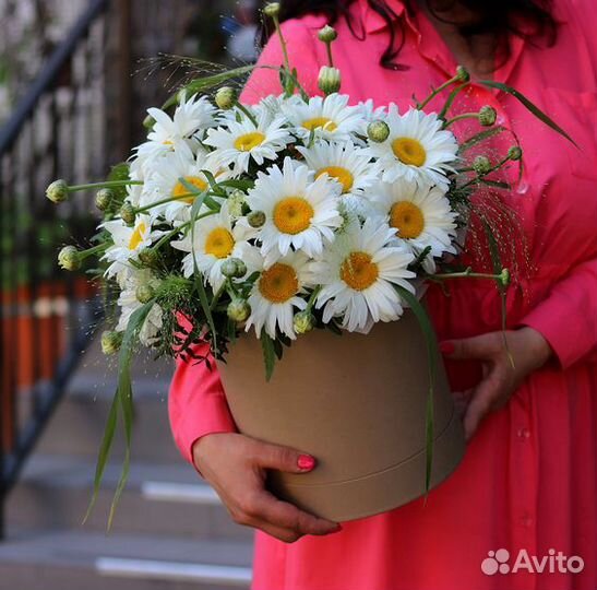 Букет ромашек, ромашка