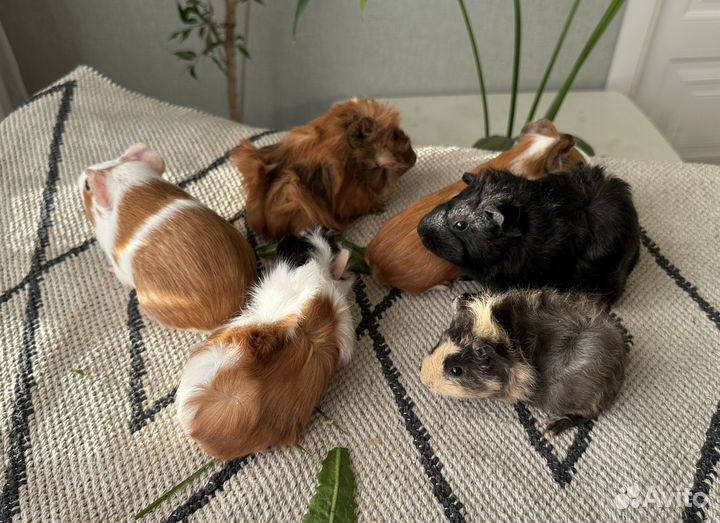 Морские свинки малыши