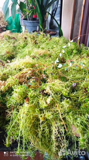 Мох сфагнум,исландский мох цетрария- осений сбор