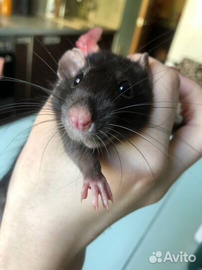 Крыс с клеткой