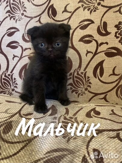 Шотландская вислоухая