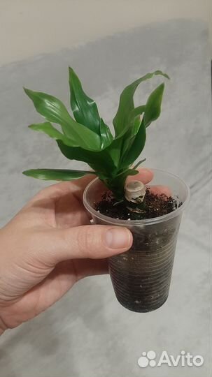 Пальма драцена