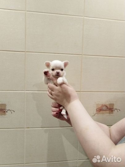 Мальчишки чихи