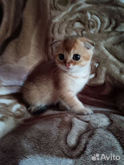 Котята золотая шиншилла