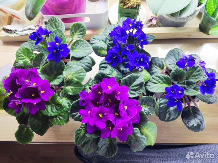 Цветущие фиалки