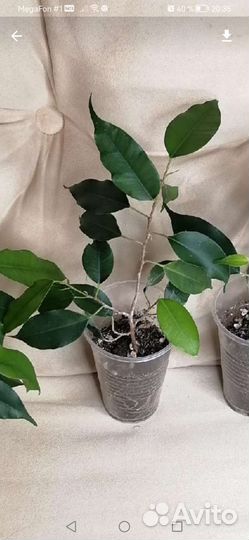 Фикус Бенджамина