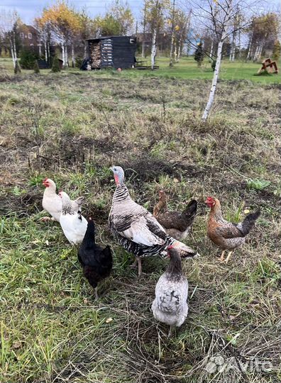 Куры несушки Доминант
