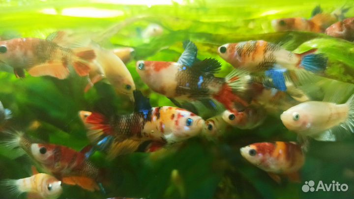 Петушок кои плакат (самочки) опт