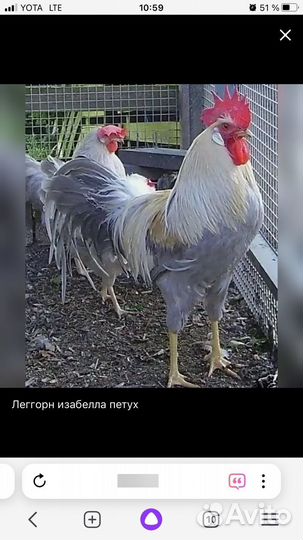 Легорн изабелла