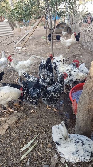 Птицы домашние куры