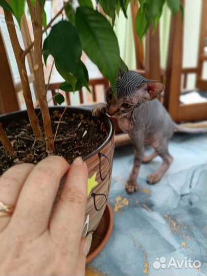 Канадский сфинкс котенок