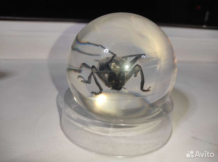 Жук в стекле