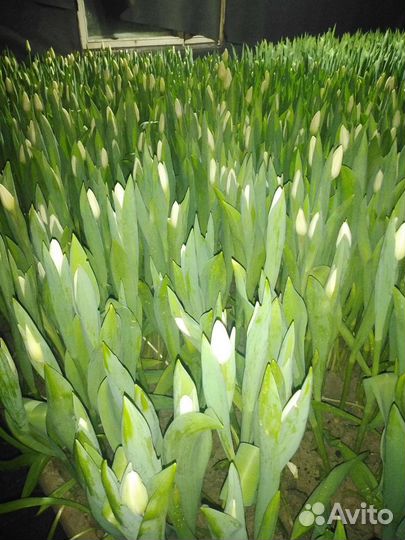 Тюльпаны оптом