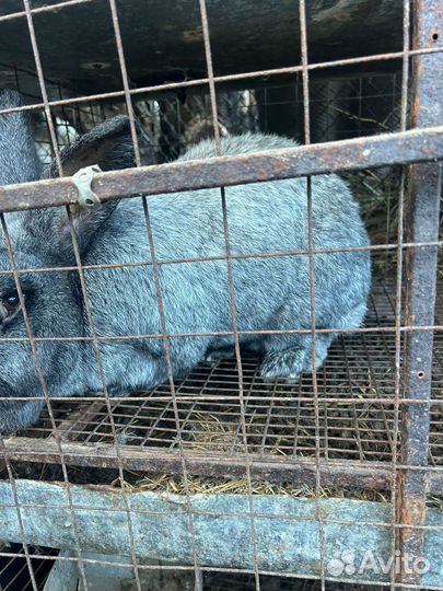 Продаются кролики