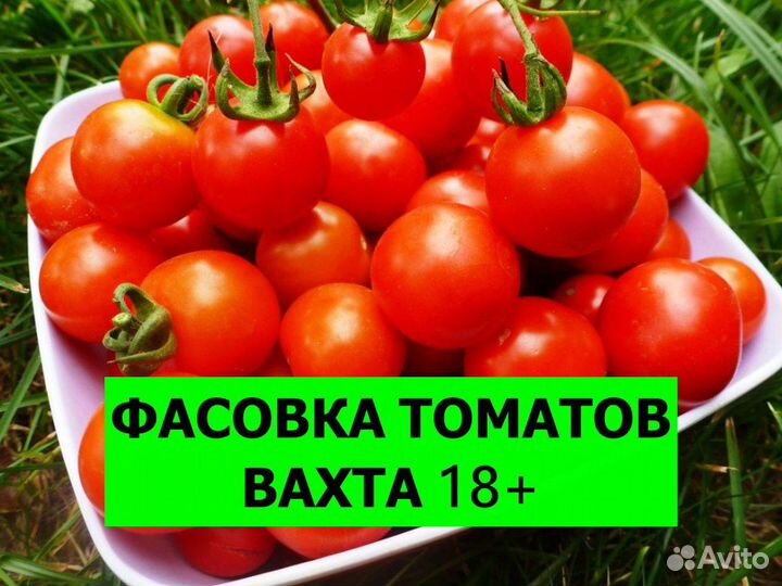 Фасовщик томатов вахта Новоминская Краснодарский к